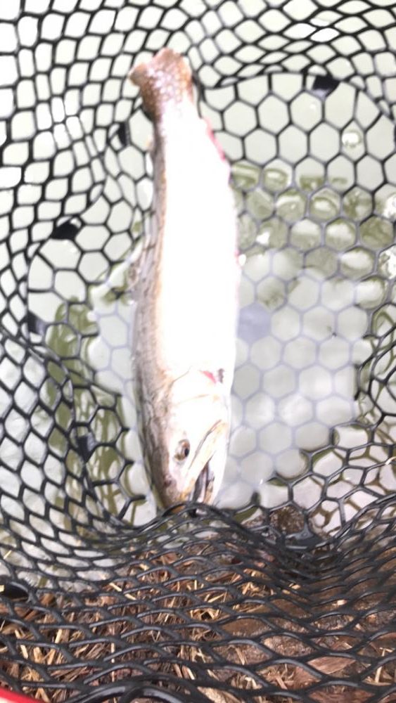 またもや庄原トラウト