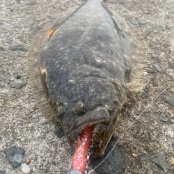 今年初ヒラメ（ソゲ）