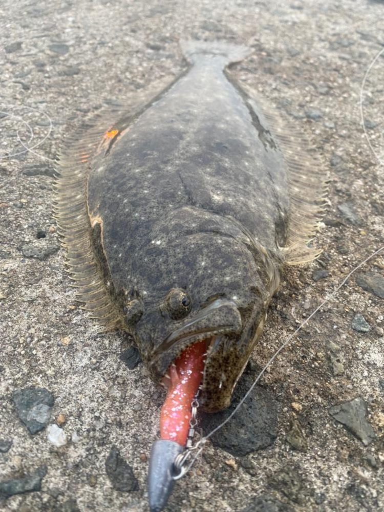 今年初ヒラメ ソゲ 兵庫県 瀬戸内海側 伊保港 フラットフィッシュ ヒラメ 陸っぱり 釣り 魚釣り 釣果情報サイト カンパリ