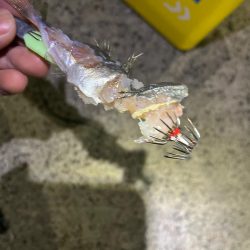 ヤリイカ狙うも・・・