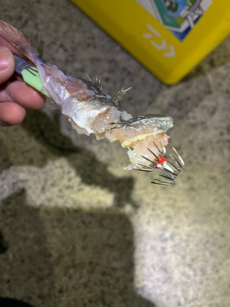 ヤリイカ狙うも・・・