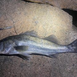 シーバスマルチヒット