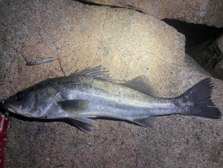 シーバスマルチヒット