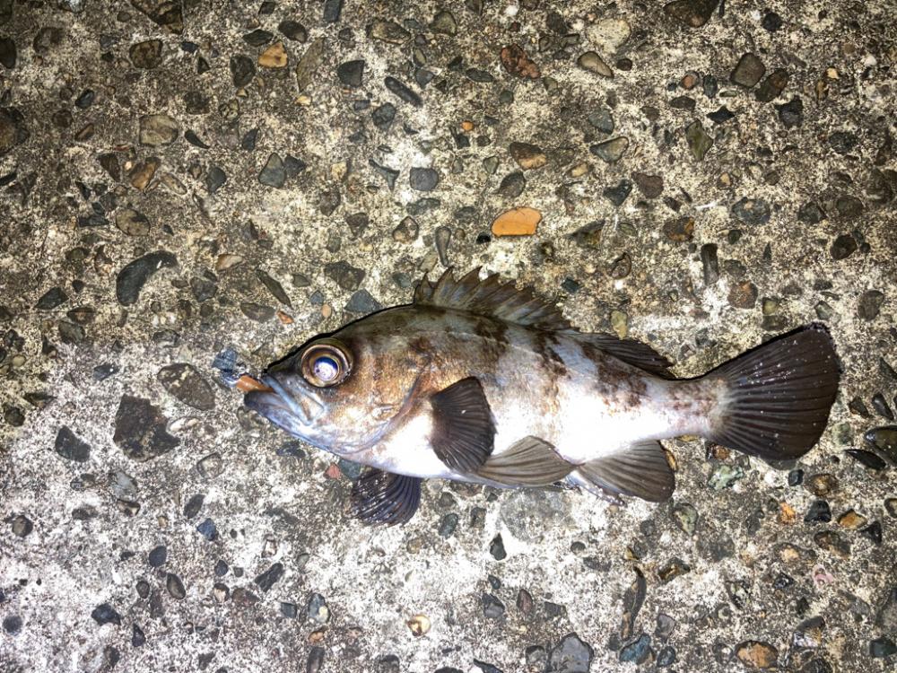 【メバリング】続•フロートメバリング