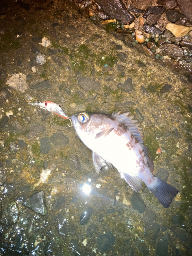 お散歩フィッシング