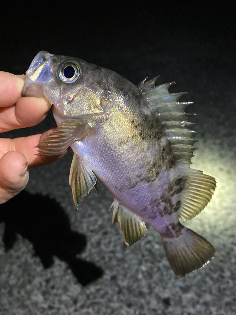 メバル上がり調子