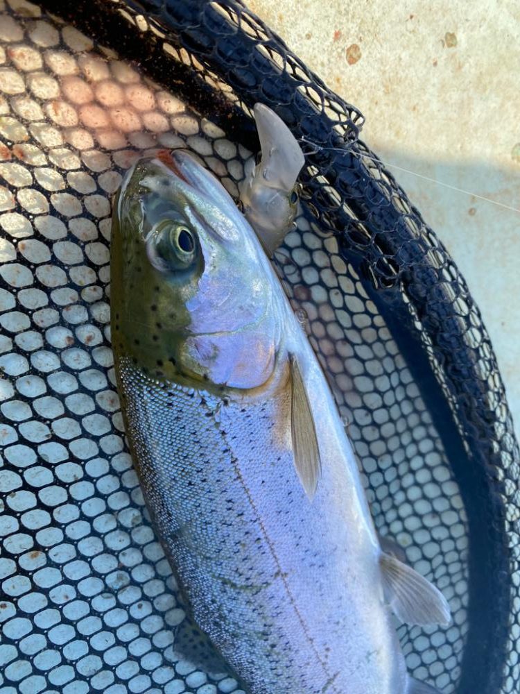 土日明けの月曜日エリアトラウト  かめプー