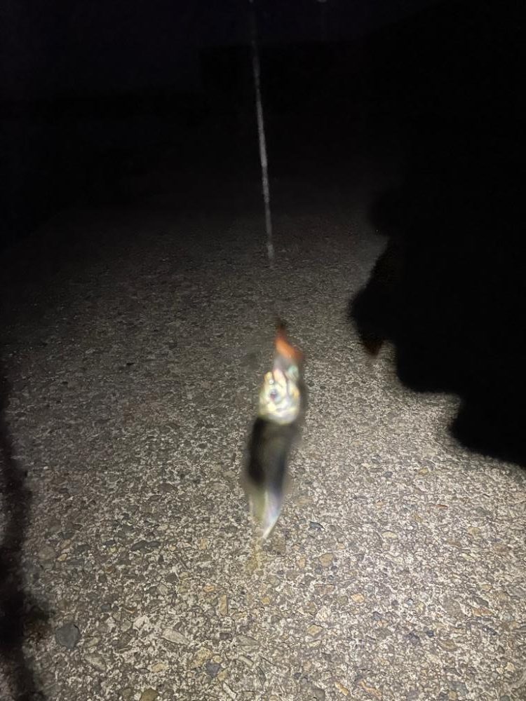 メバリングへ香住東港へ