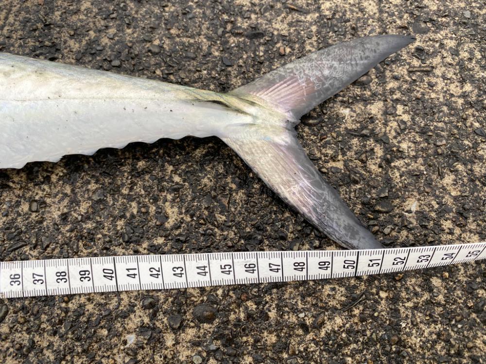 さらしの下はやっぱり激アツ!