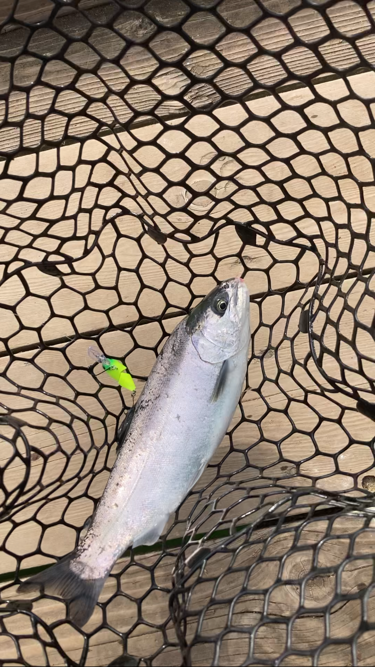 エリアトラウト数釣り？