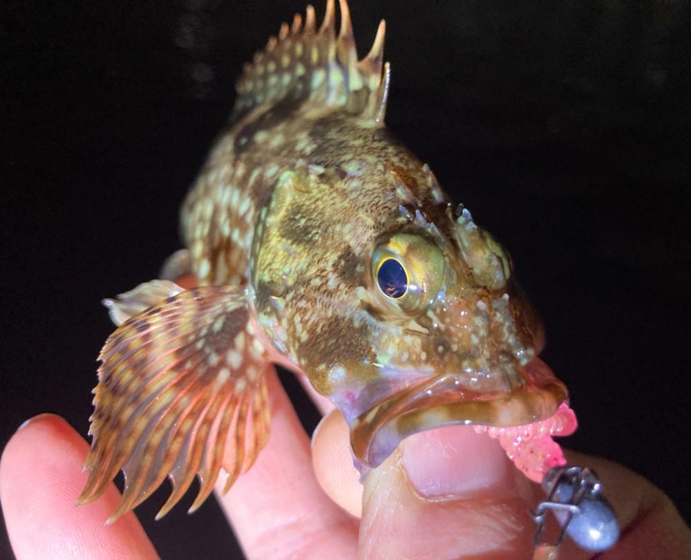 癒しのガッちゃん、アジはおらん！