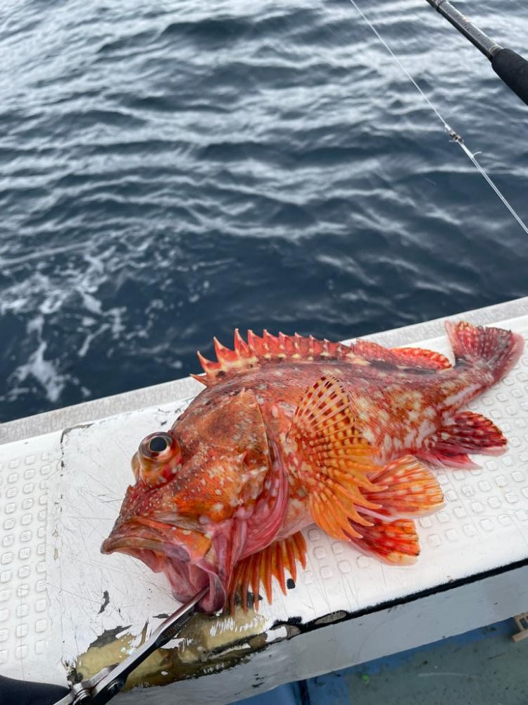 大原沖、ヒラメ泳がせ