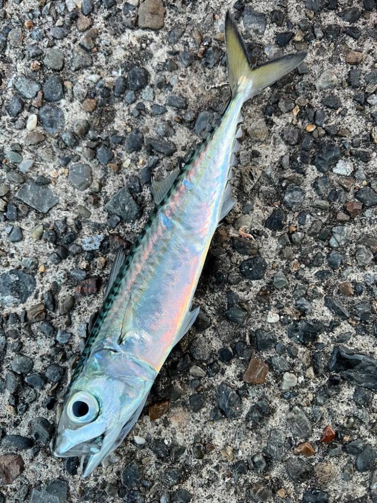 この寒さの中でも釣れました