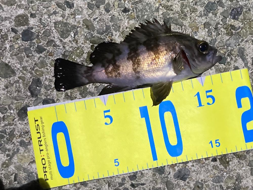 連休初日のメバル