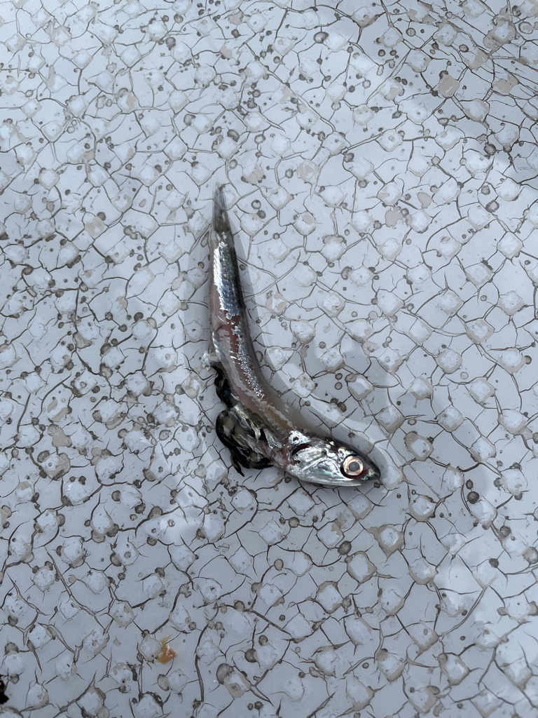 サワラ タチウオ便