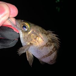 ライトゲームが熱い！