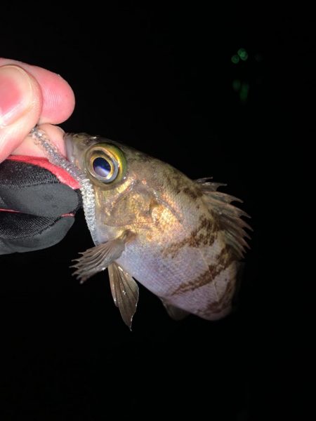 ライトゲームが熱い！