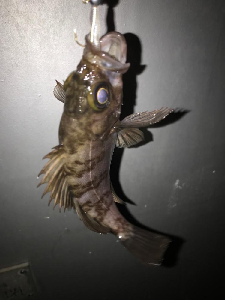 久しぶりの釣り