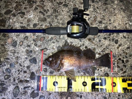 【メバリング】フロートメバリング