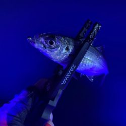 ボートアジングへ。