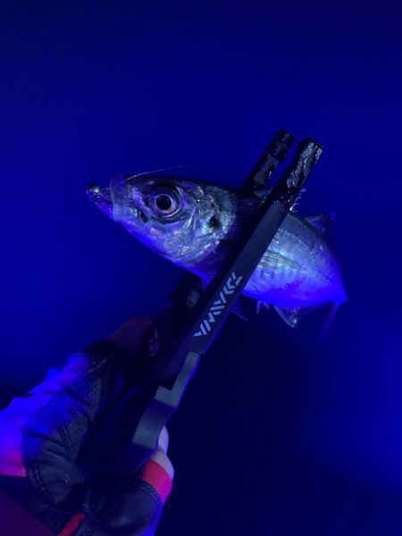 ボートアジングへ。