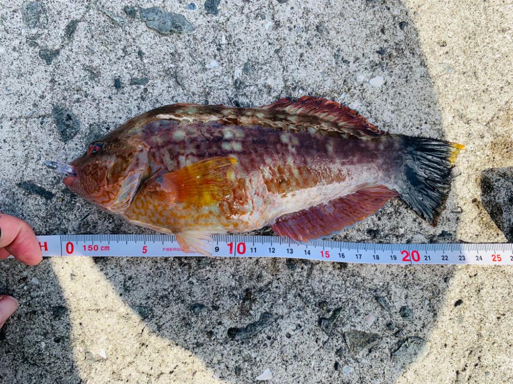 離島で良型アジをフカセ釣り