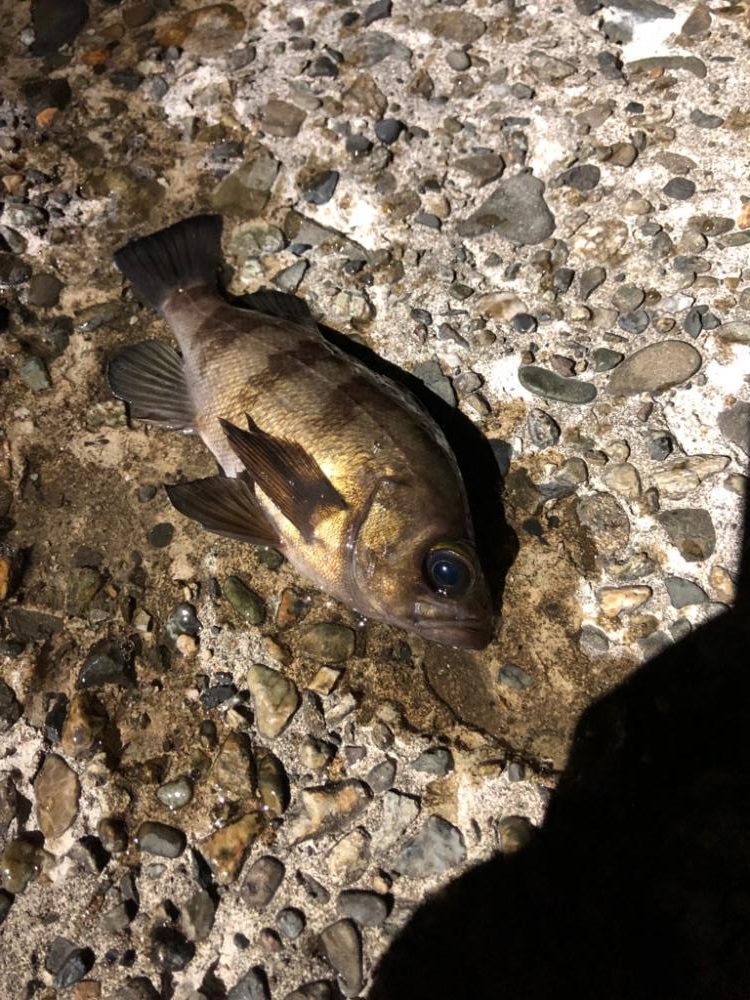 淡路メバリング