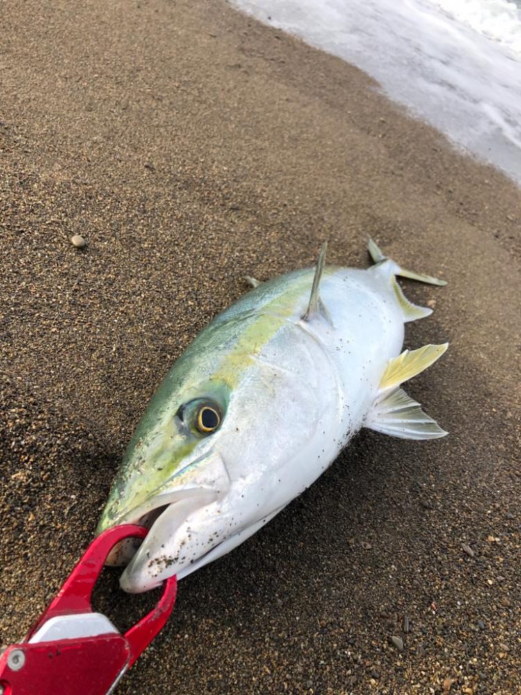 真冬の青物は格別⁉️