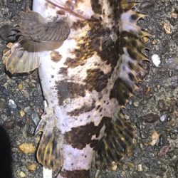 メバルとタケノコ