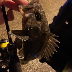 価値のある1匹。