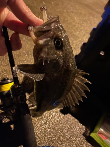 価値のある1匹。