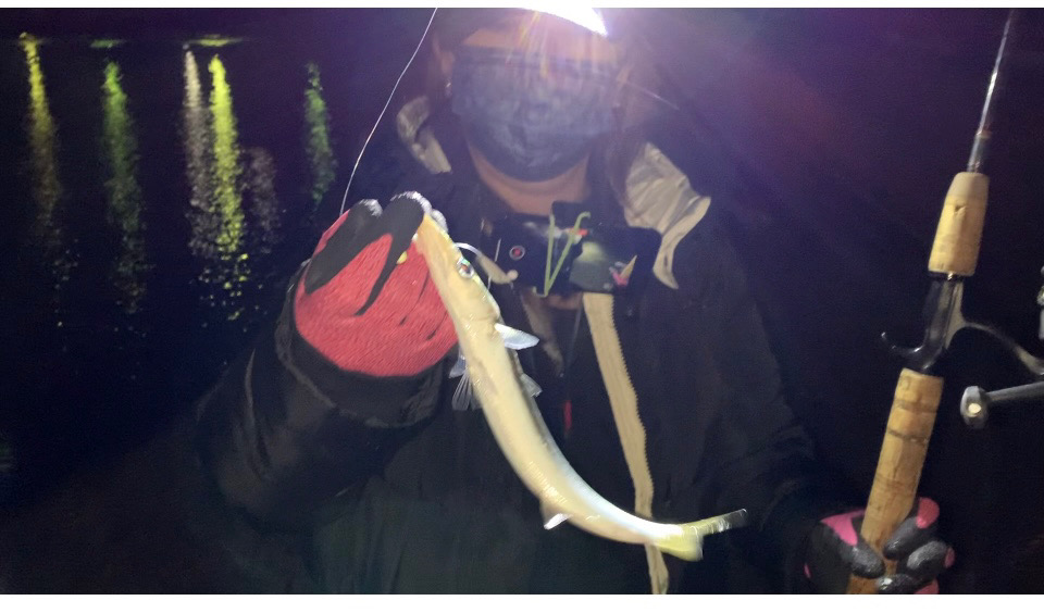 漁港でカマス狙い！カサゴも？