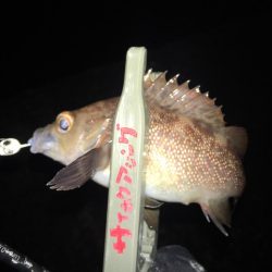 夏泊メバリング