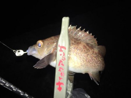 夏泊メバリング