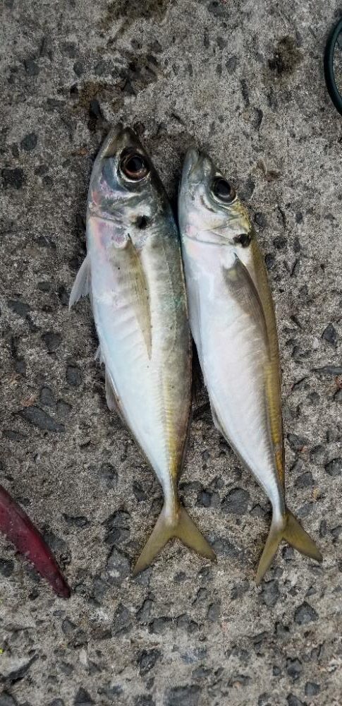 尺アジでーす。