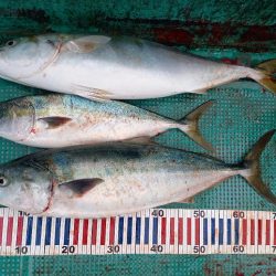 初かせ釣り、ブリには届かず