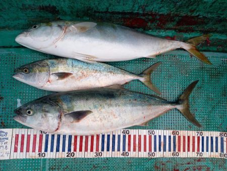 初かせ釣り、ブリには届かず