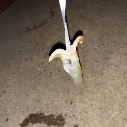 ライトエギング