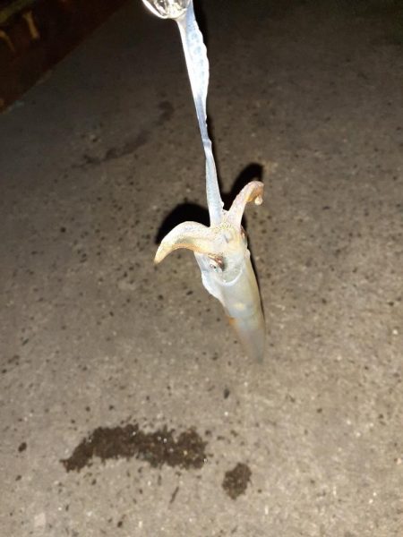 ライトエギング