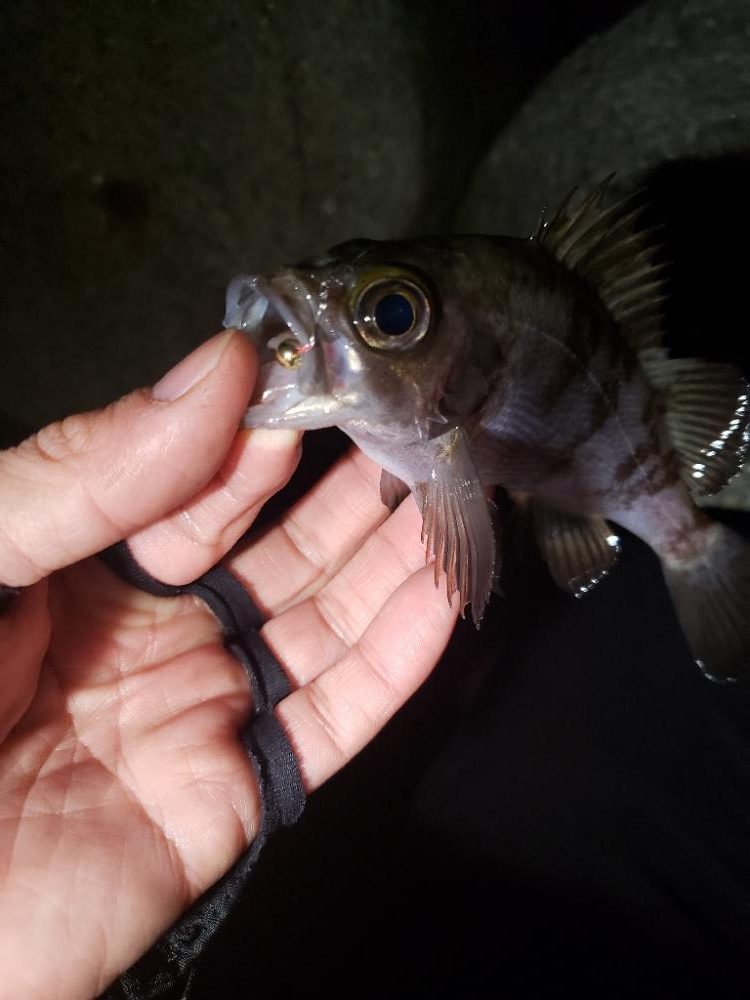 ディープ・パープルがお好きな様で