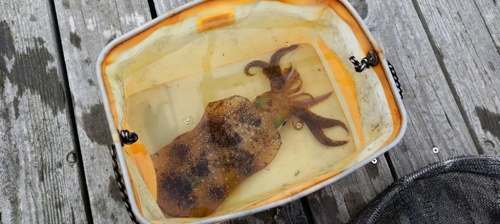 今年初エギング中。朝イチで2杯。10杯くらいの群れから引っこ抜いたった。