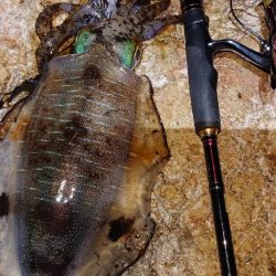 対馬エギング釣果……⑫