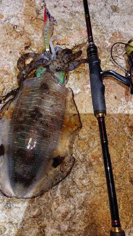 対馬エギング釣果……⑫