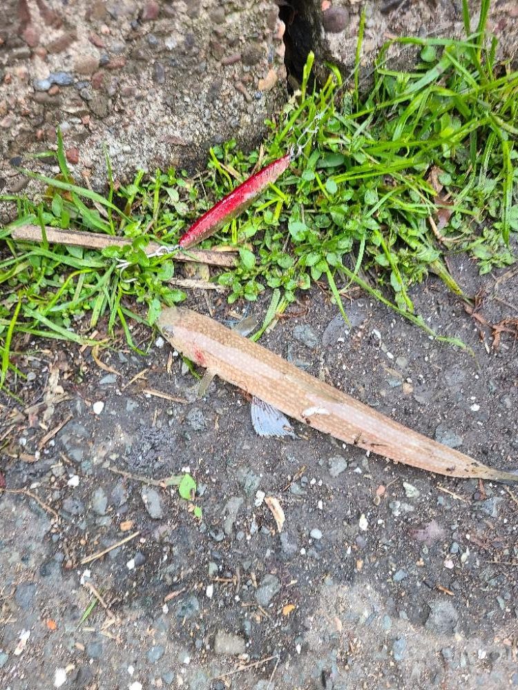 久しぶりのホーム