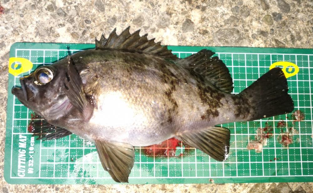 メバル居ました