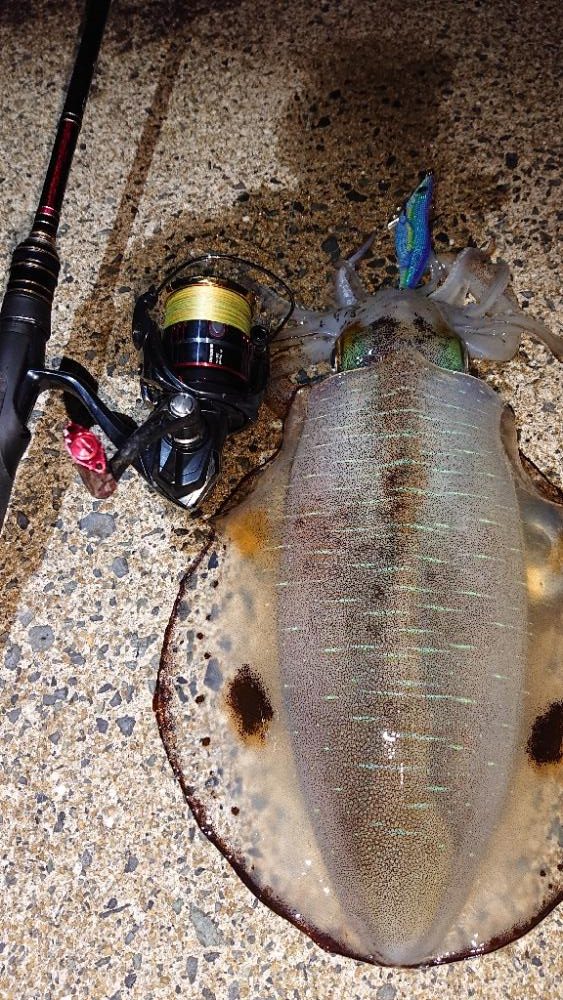 対馬エギング釣果……⑭