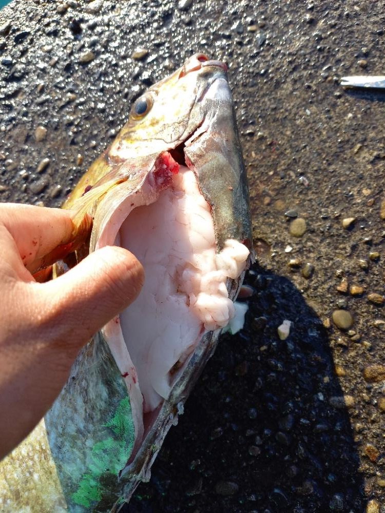 えり丸ブリリベンジ