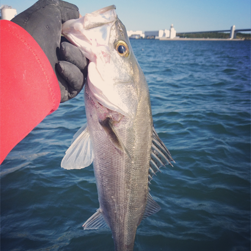水上バイクでシーバスゲーム