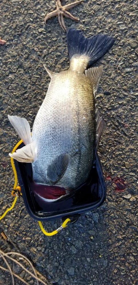 最後に釣れた大物