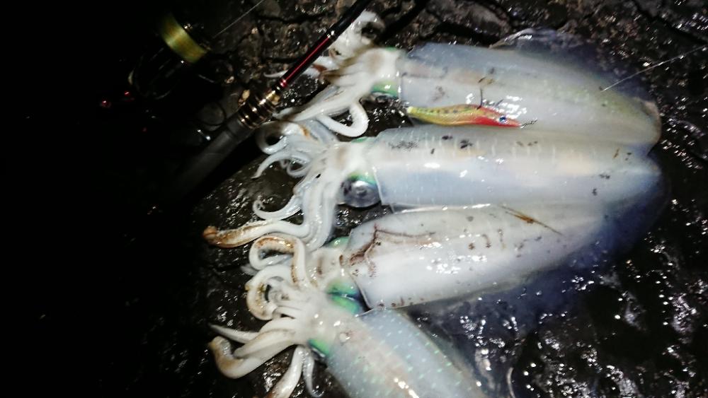 対馬エギング釣果……⑩